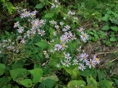 Symphyotrichum undulatum