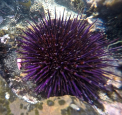 Heliocidaris erythrogramma