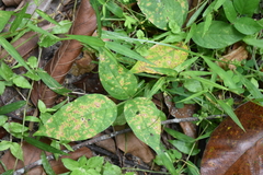 Centrosema pubescens