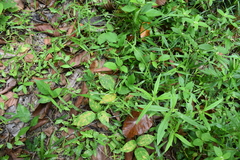 Centrosema pubescens