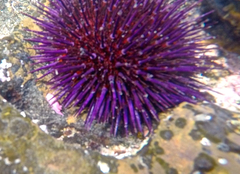 Heliocidaris erythrogramma