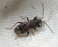 Eremocoris fenestratus