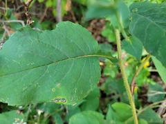 Symphyotrichum undulatum