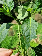 Solanum dulcamara