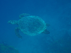 Eretmochelys imbricata