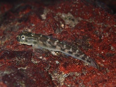 Sicyopterus