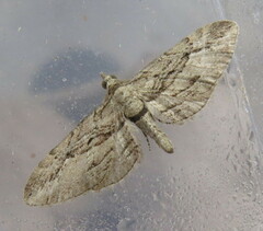 Eupithecia phoeniceata