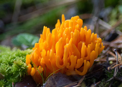 Calocera viscosa