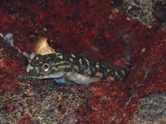 Sicyopterus