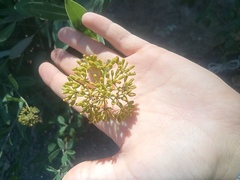 Bupleurum fruticosum