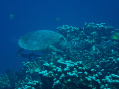 Eretmochelys imbricata