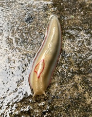 Triboniophorus graeffei