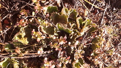 Peltigera aphthosa