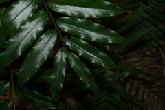 Alpinia arundelliana