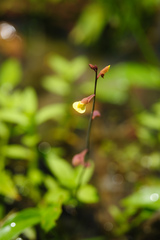 Utricularia bifida