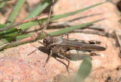 Acrotylus insubricus