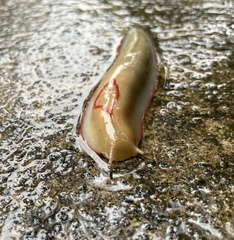 Triboniophorus graeffei