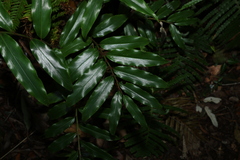 Alpinia arundelliana