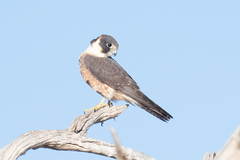 Falco longipennis