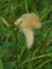 Eriophorum chamissonis