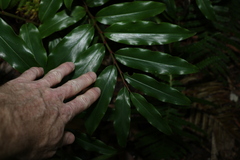 Alpinia arundelliana