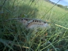 Hyphantria cunea