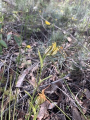 Pterostylis recurva