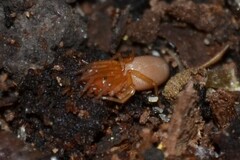 Dysdera