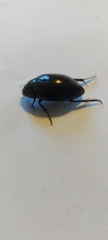 Hydrophilus piceus