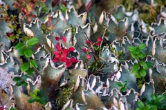 Peltigera aphthosa