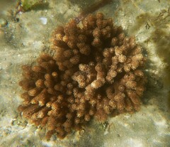 Cladiella