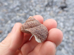 Maurea punctulata