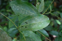 Cinnamomum