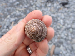 Maurea punctulata
