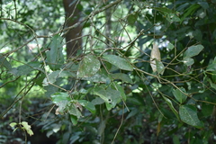 Cinnamomum