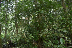 Cinnamomum