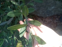 Bupleurum fruticosum