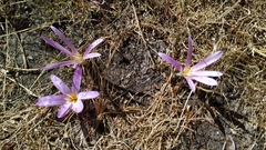 Colchicum