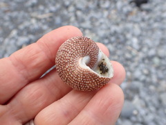 Maurea punctulata