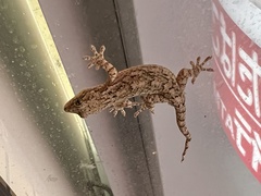 Gekko japonicus