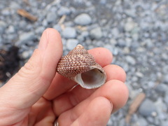 Maurea punctulata