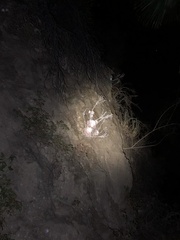 Dudleya pulverulenta