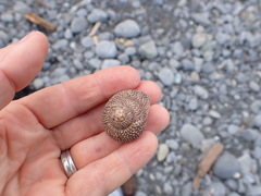 Maurea punctulata