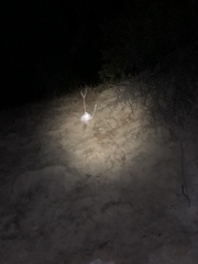 Dudleya pulverulenta