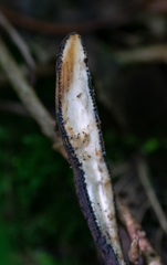Xylaria longipes