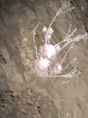 Dudleya pulverulenta