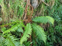 Dryopteris