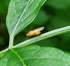 Chyromyidae