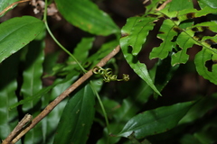 Petermannia cirrosa