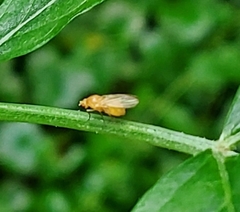 Chyromyidae